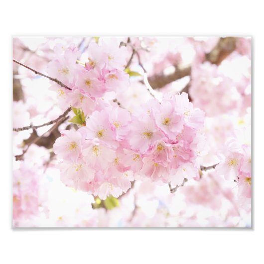 Impression Photo Pink Tree Sakura Cherry Blossom (Devant)