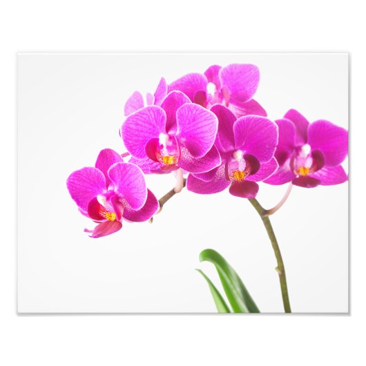 Impression Photo Pink violet Dendrobium Orchidée Fleur tropicale (Devant)