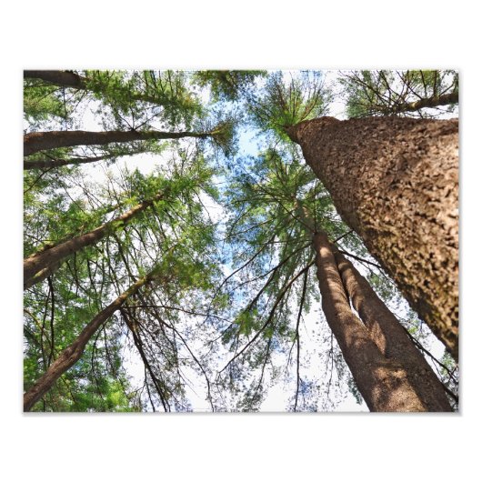Impression Photo Pins Arbres Vers le Ciel (Devant)