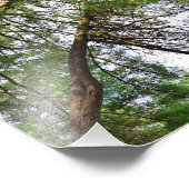 Impression Photo Pins Arbres Vers le Ciel (Coin)