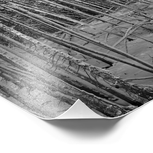 Impression Photo Pins d'hiver à Yellowstone (Coin)