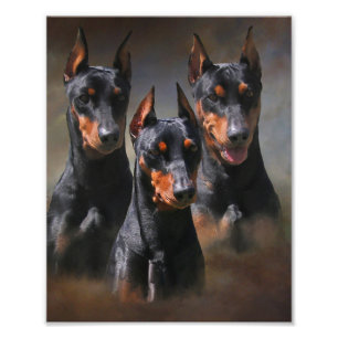 Impression Photo Pinscher allemand