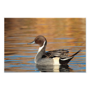 Impression Photo Pintail Nord Homme