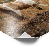 Impression Photo Pinto (Coin)