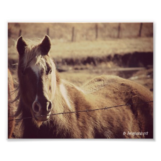 Impression Photo Pinto Pony (Devant)