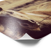 Impression Photo Pinto Pony (Coin)