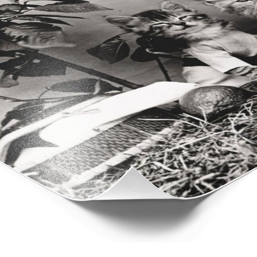 Impression Photo Pique-nique Kitten (Coin)