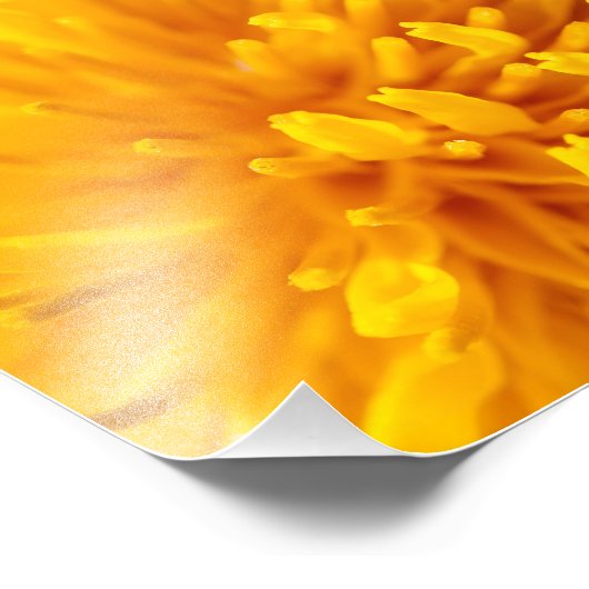 Impression Photo pissenlit commun (Coin)