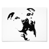 Impression Photo Pitbull (Devant)