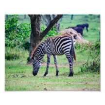 Plaines Zebra Baby Gray Faune