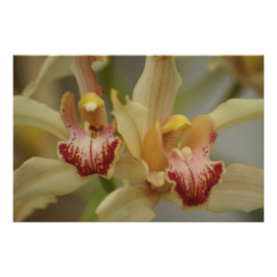 Impression Photo Plaisir Cymbidium