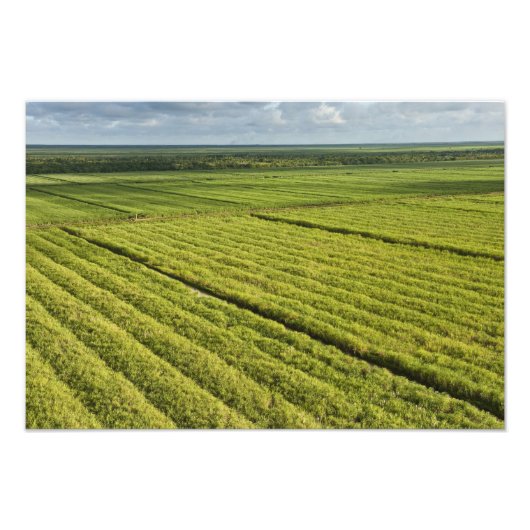 Impression Photo Plantations de canne à sucre, Guyana (Devant)