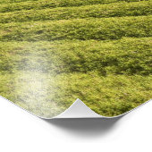 Impression Photo Plantations de canne à sucre, Guyana (Coin)