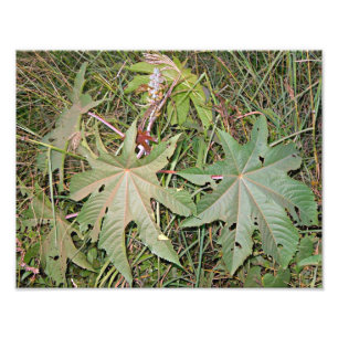 Impression Photo Plante à huile de castor Ricinus communis