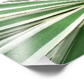 Impression Photo Plante Agave Vert et blanc rayé (Coin)