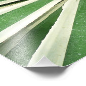 Impression Photo Plante Agave Vert et blanc rayé (Coin)