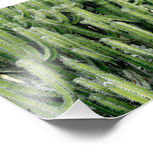 Impression Photo Plante Cactus Vert (Coin)