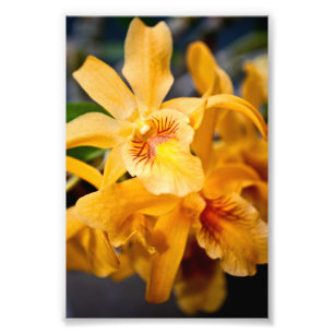 Impression Photo Plante de fleurs d'orchidées jaunes