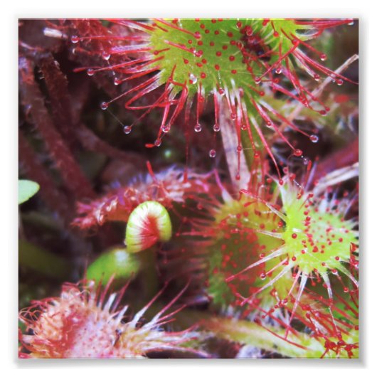 Impression Photo Plante Drosera rotundifolia (Devant)