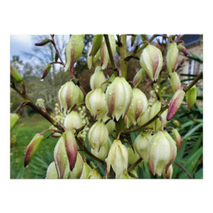 Impression Photo Plante du Yucca