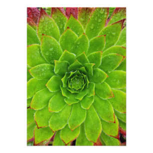 Impression Photo Plante Lover Aeonium Magie