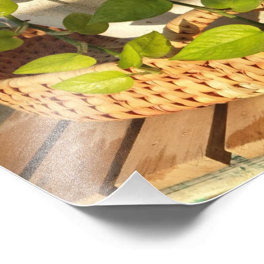 Impression Photo Plante monétaire (Coin)