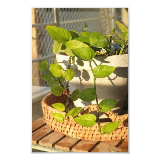 Impression Photo Plante monétaire (Devant)