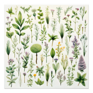 Impression Photo Plantes d'herbarium