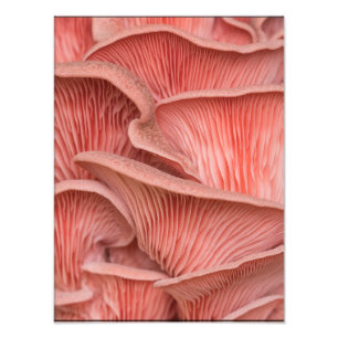Impression Photo pleurotes roses