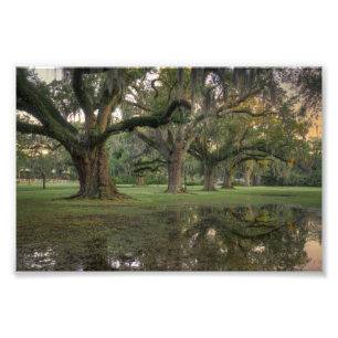 Impression Photo Pluie d'Audubon Park