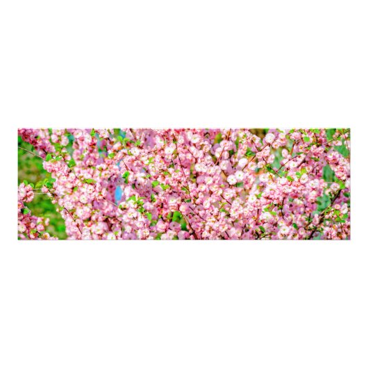 Impression Photo Plum à fleurs (Devant)