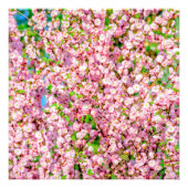 Impression Photo Plum à fleurs (Devant)