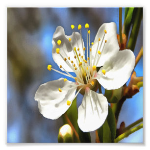 Impression Photo Plum Blossom Art Botanique