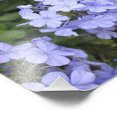 Impression Photo Plumbago de Kauai (Coin)