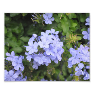 Impression Photo Plumbago de Kauai