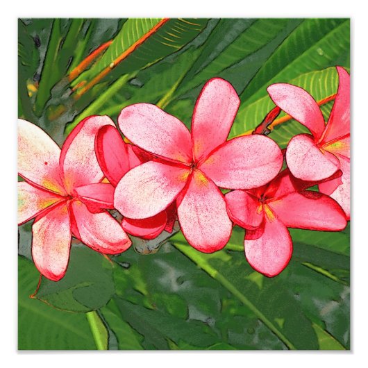 Impression Photo Plumeria (Devant)