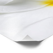 Impression Photo Plumeria blanche Frangipani Fleur tropicale hawaïe (Coin)