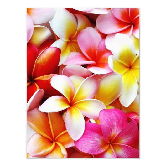 Impression Photo Plumeria Frangipani Hawaii Fleur Customisée (Devant)