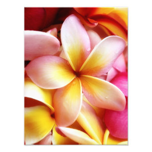 Impression Photo Plumeria Frangipani Hawaii Flower Customized Blank