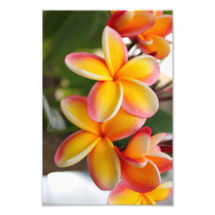 Impression Photo Plumeria rouge et jaune 2