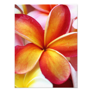 Impression Photo Plumeria rouge jaune Frangipani Fleurs Hawaii