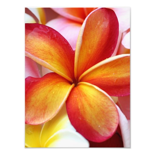 Impression Photo Plumeria rouge jaune Frangipani Fleurs Hawaii (Devant)