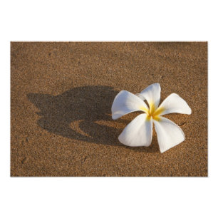 Impression Photo Plumeria sur une plage de sable, Maui, Hawaï, État
