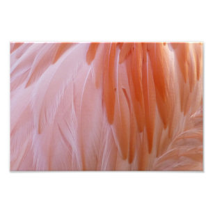 Impression Photo Plumes de Flamant rose dans les tons roses