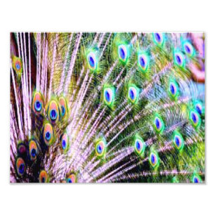Impression Photo Plumes de paon