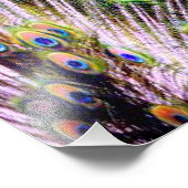 Impression Photo Plumes de paon (Coin)