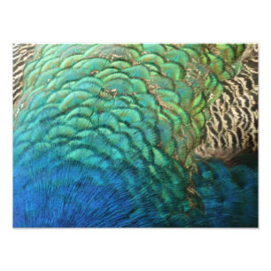 Impression Photo Plumes de paon I Design de nature abstrait coloré