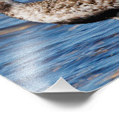 Impression Photo Pluvier à ventre noir sur la côte (Coin)