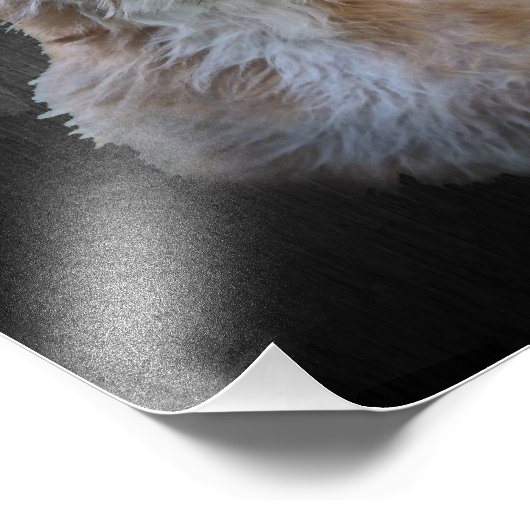 Impression Photo Podengo Pequeno (Coin)