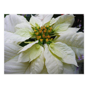 Impression Photo Poinsettia Blanc Élégant Fleurs de Noël